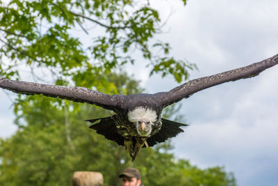 Portrait of vulture flying against sky