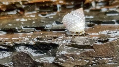 Close-up of shell on wood