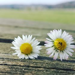 Close-up of white daisy flower