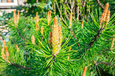 Close-up of pine tree