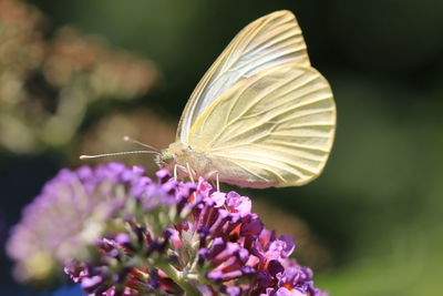 Close-up of butterfly pollinating on flower