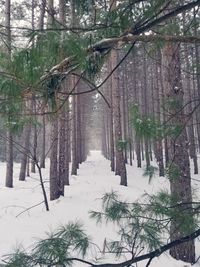 Trees on snow covered land during winter