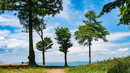 Trees on field against sky