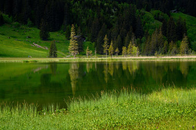 Scenic view of lake in forest