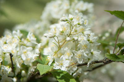 Close-up of white flowers