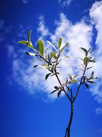 Low angle view of tree against blue sky