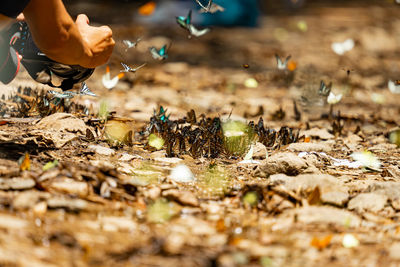 Cropped hand of man holding plant