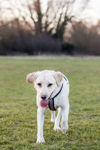 Portrait of dog on field