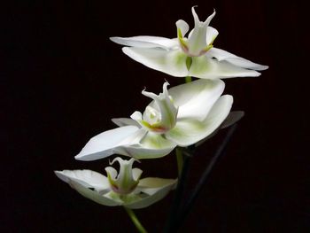 Close-up of white flower with water drops