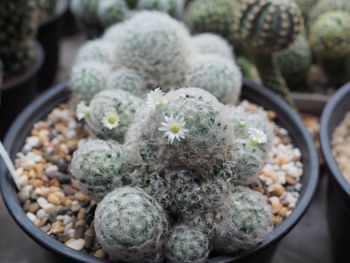 Close-up of succulent plant