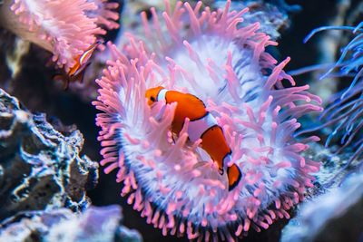 Clownfish hiding in sea anemones