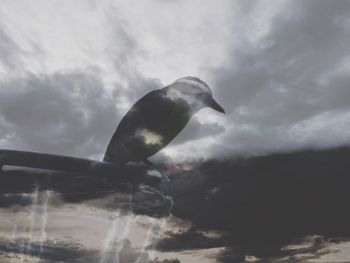 Low angle view of bird against sky