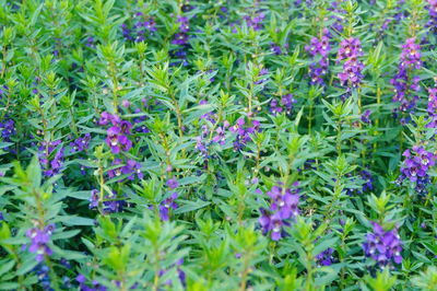 Full frame shot of purple flowering plants