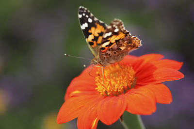 Close-up of butterfly pollinating on flower