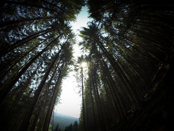 Low angle view of trees in forest