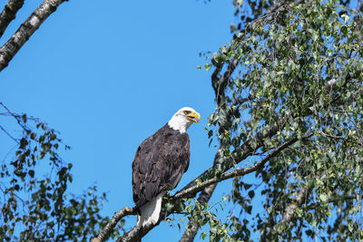 Low angle view of eagle perching on tree