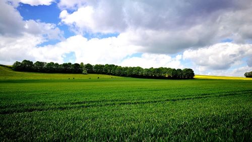 Scenic view of agricultural field against sky