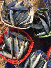 High angle view of fish for sale at market