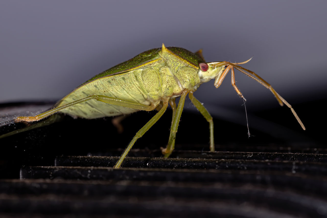 MACRO SHOT OF INSECT