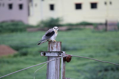 Bird perching on wooden post