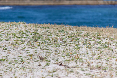 View of plants on beach