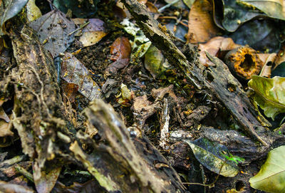 Full frame shot of tree trunk