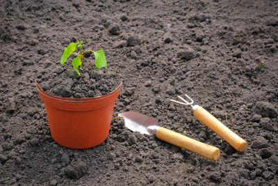 High angle view of potted plant