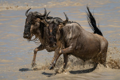 Two blue wildebeest gallop through muddy water