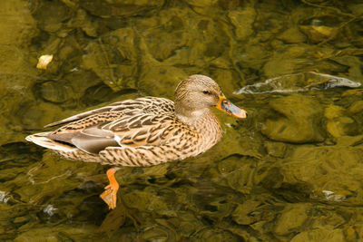 Close-up side view of duck swimming in lake