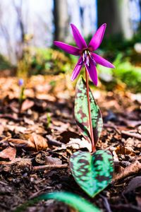 Close-up of purple crocus flowers on field