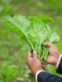 Close-up of hand holding plant