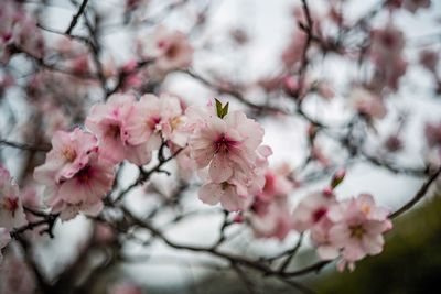 Close-up of cherry blossoms in spring