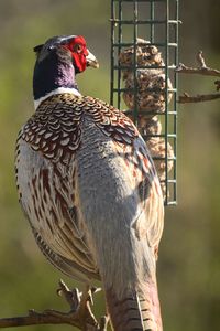 Bird perching by feeder