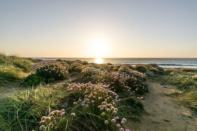 Scenic view of sea against clear sky during sunset