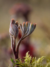 Close-up of flowering plant