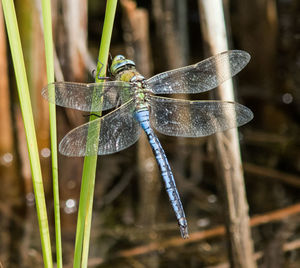 Close-up of dragonfly on plant