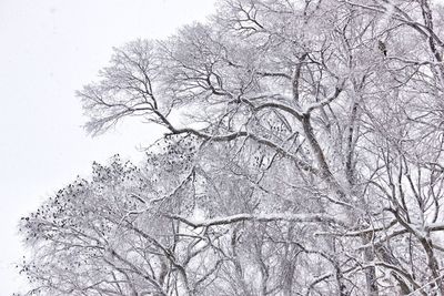 Low angle view of tree against sky