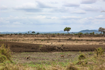 Wild african animals in mikumi national park in tanzania in africa on safari