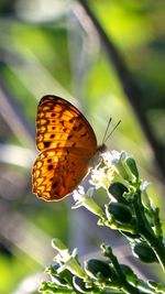 Close-up of butterfly pollinating on flower