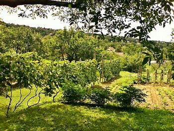 Trees and plants on landscape