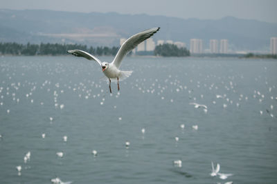 Seagulls flying over sea