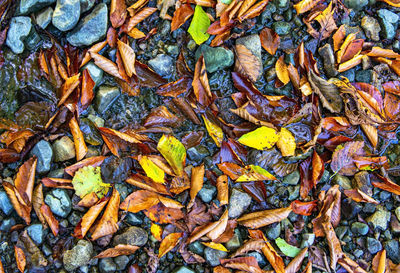 Full frame shot of dry leaves