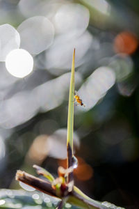 Close-up of flowering plant