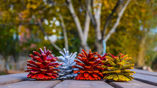 Close-up of red flowering plant against trees
