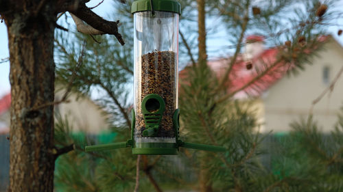 Close-up of bird perching on tree trunk