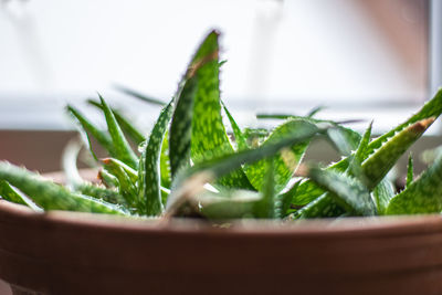 Close-up of potted plant aloe vera