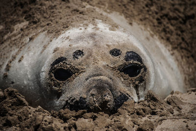 Close-up of elephant seal