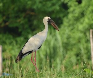 Bird perching on a field