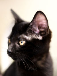 Close-up of a cat looking away