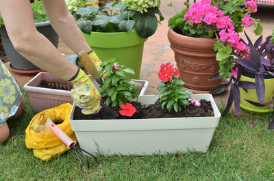 Potted plants at flower pot